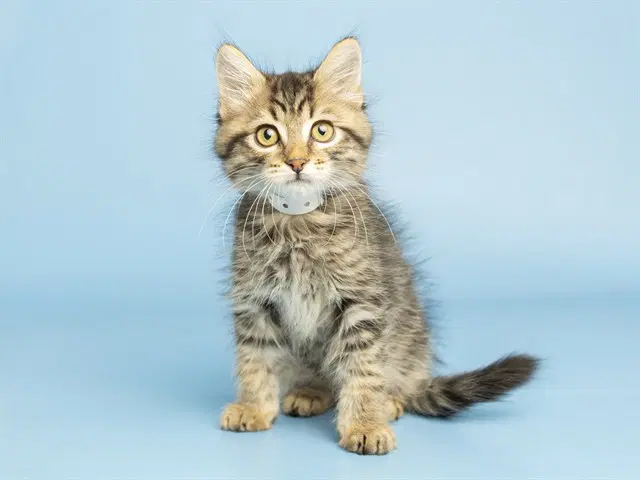 Houston - Domestic Short Hair