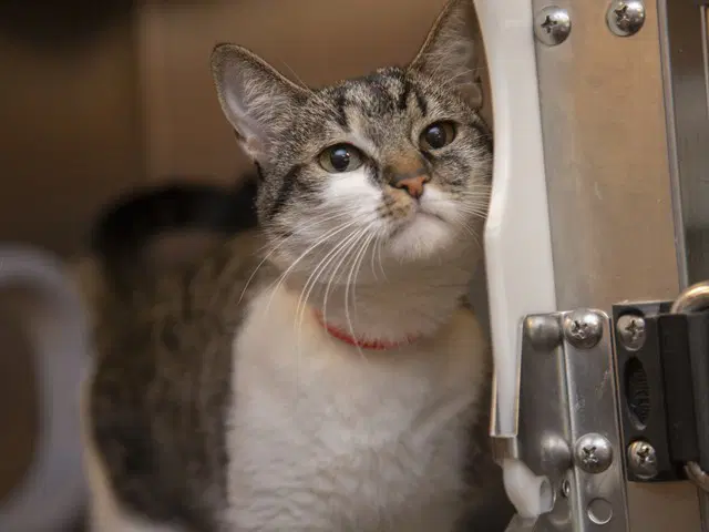 Luna - Domestic Short Hair