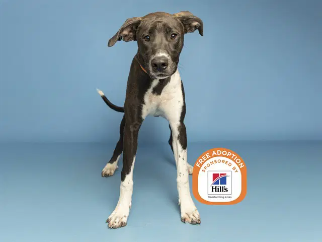 Bandit - American Pit Bull Terrier