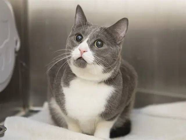 Willy - Domestic Short Hair