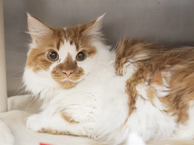 Pumpkin - Domestic Long Hair