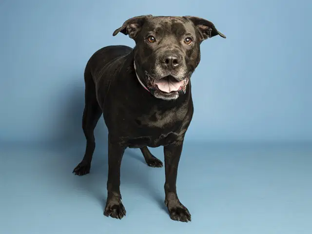 Big Bertha - Cane Corso Mastiff