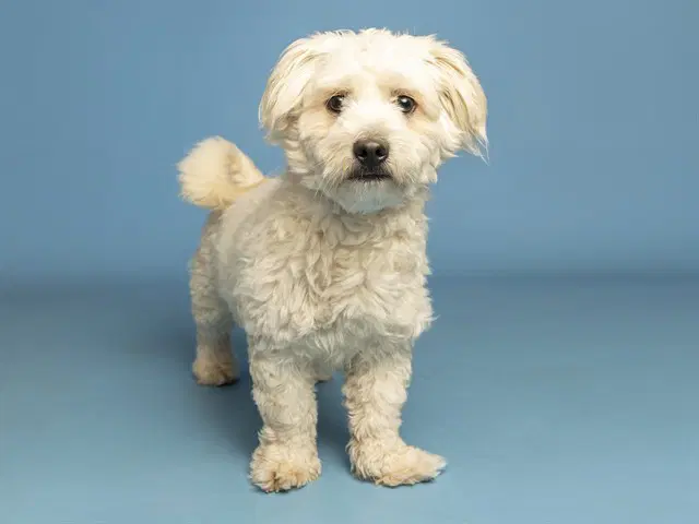 Milo - Maltese