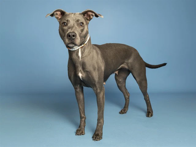 Stella