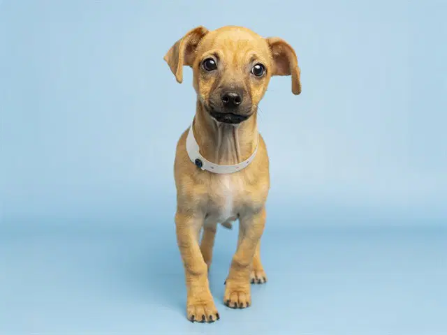 Marquise - Chihuahua