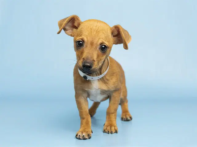 Carot - Chihuahua