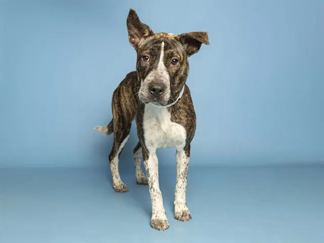 Dani - American Pit Bull Terrier
