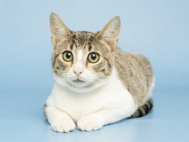 Bergamot - Domestic Short Hair