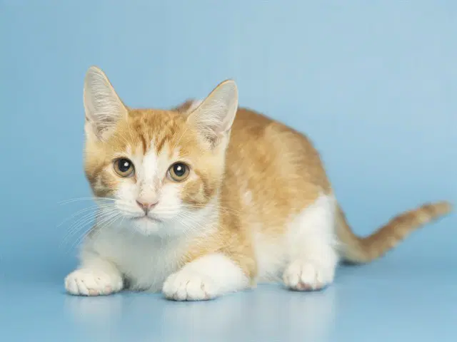 Casey Jones - Domestic Short Hair