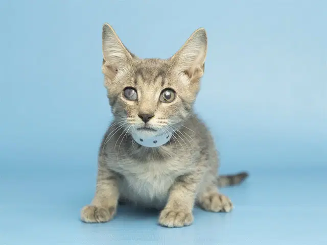 Leonardo - Domestic Short Hair