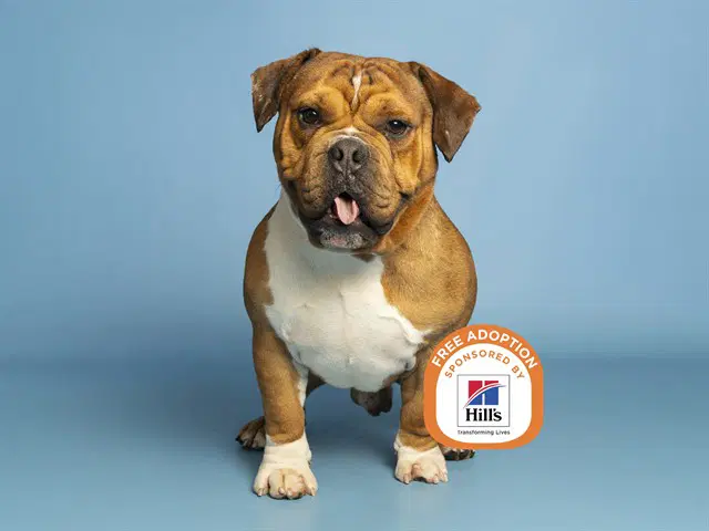 Goober - English Bulldog