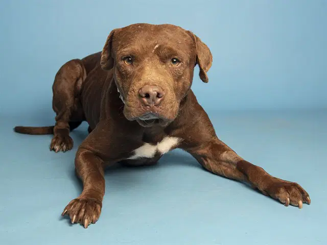 Coffee - American Pit Bull Terrier