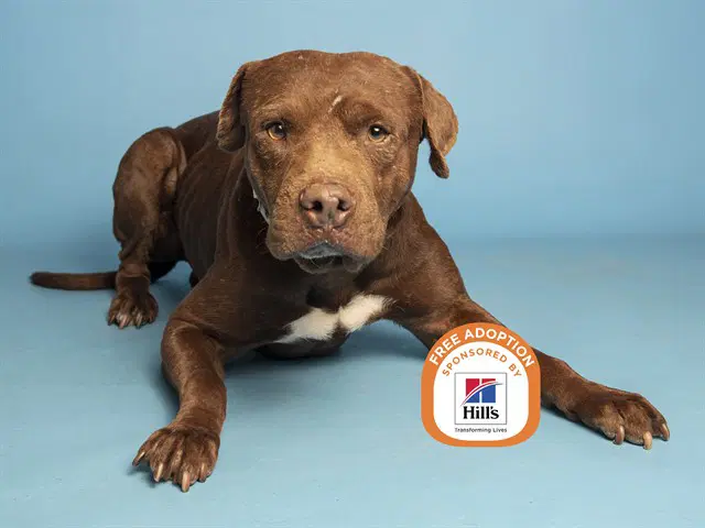 Coffee - American Pit Bull Terrier