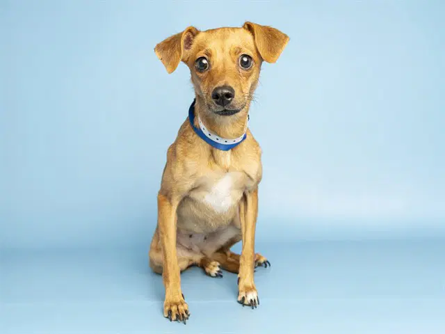 Cocoa - Chihuahua