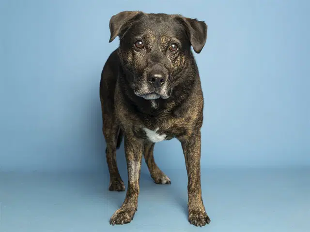 Fiona - Labrador Retriever