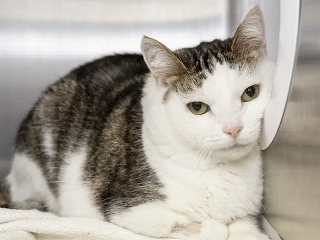 Tilly - Domestic Short Hair