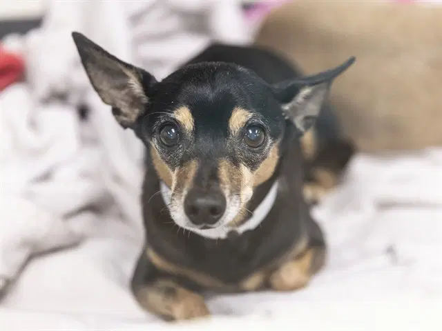 Tippy - Miniature Pinscher