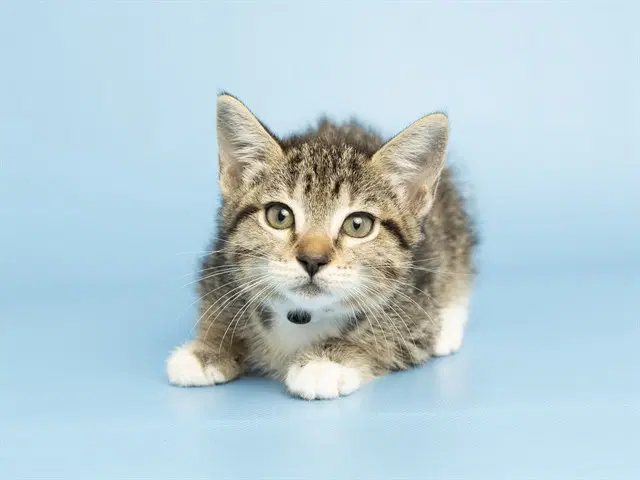 Marty - Domestic Short Hair
