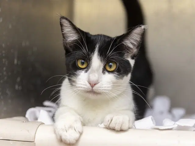 Polly - Domestic Short Hair