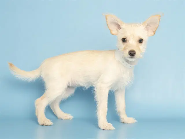 Cindergale - Wirehaired Fox Terrier