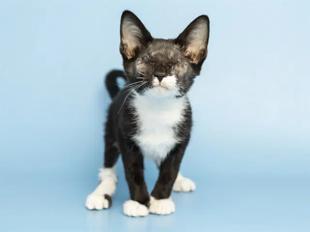 Hex - Domestic Short Hair