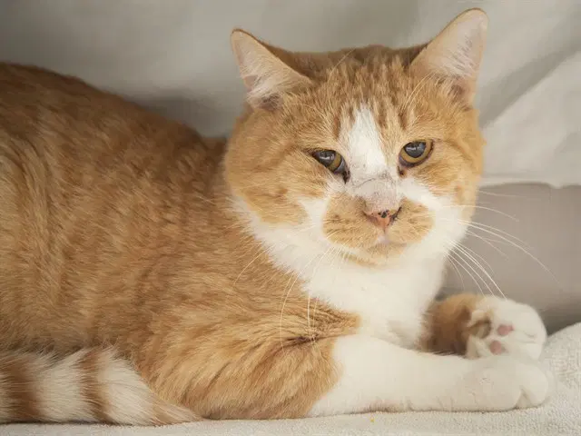 Brody - Domestic Short Hair