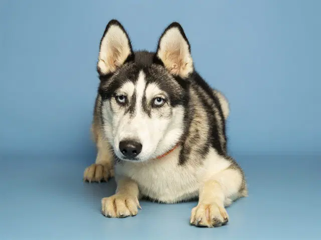 Binky - Siberian Husky
