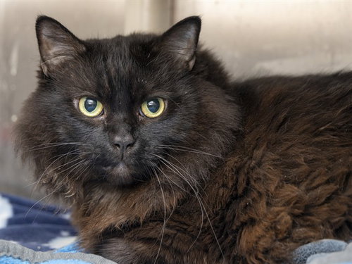 Licorice, Domestic Long Hair (medium coat)