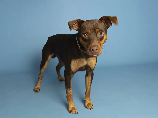 Queso - Miniature Pinscher
