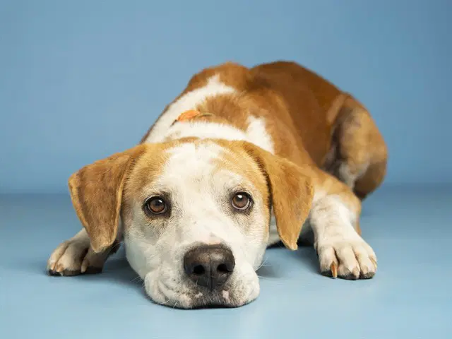 Ruben - English Foxhound