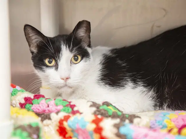 Penny - Domestic Short Hair