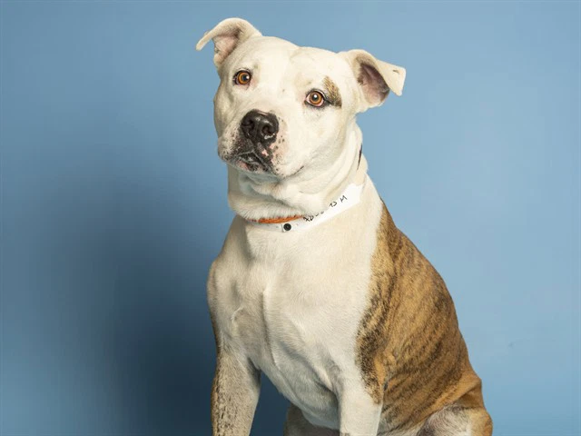 Rex