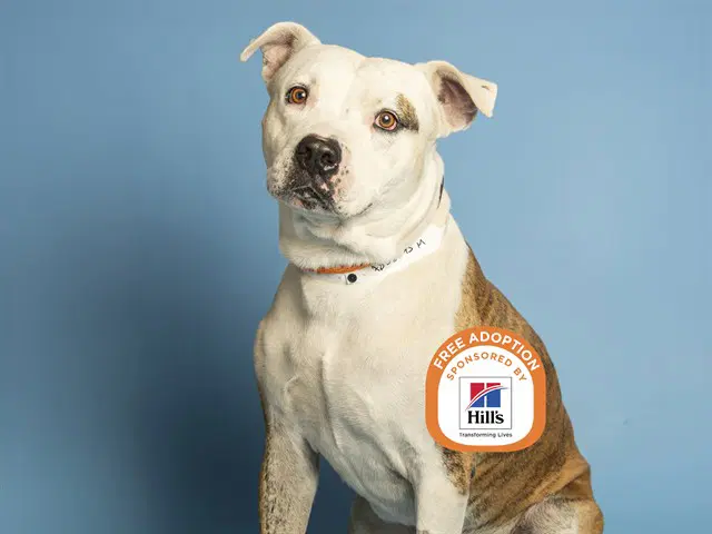 Rex - American Pit Bull Terrier