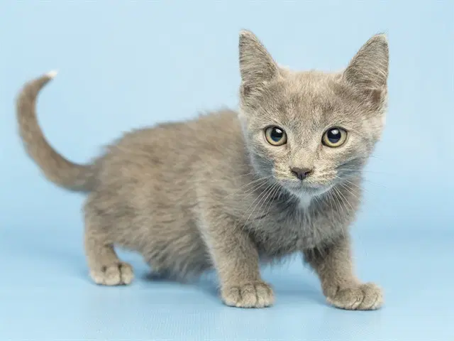 Merl - Domestic Short Hair