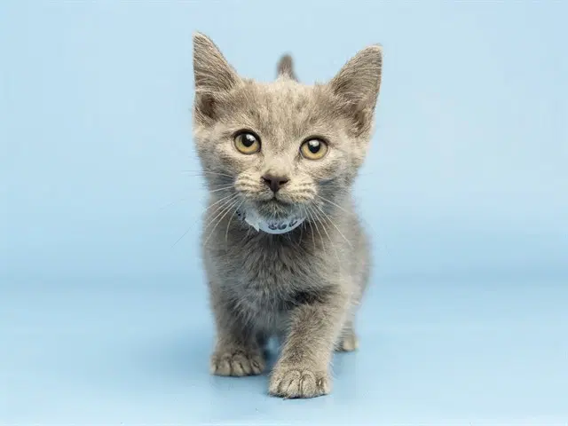 Matilda - Domestic Short Hair