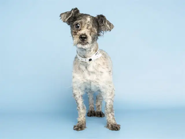 Max - Poodle (Miniature)