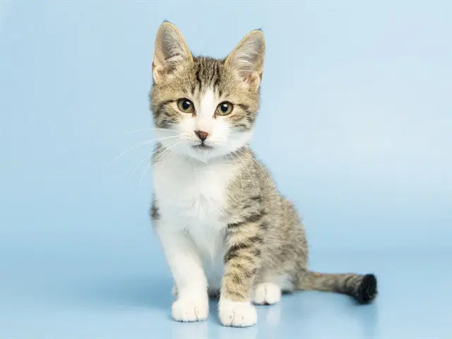 Sugar Plum - Domestic Short Hair