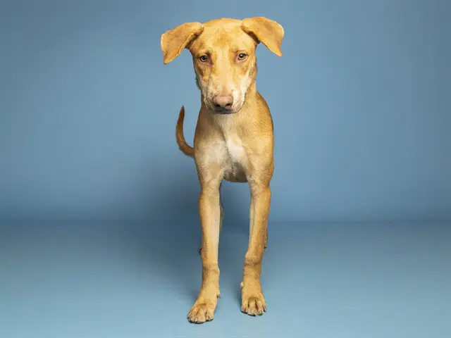Possum - Weimaraner