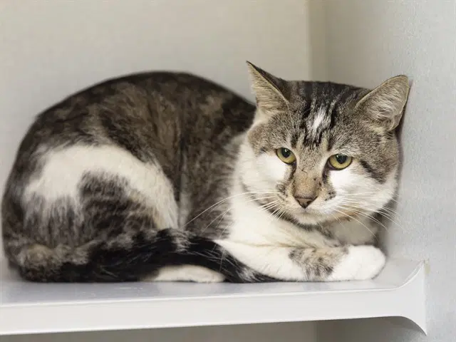 Tyler - Domestic Long Hair
