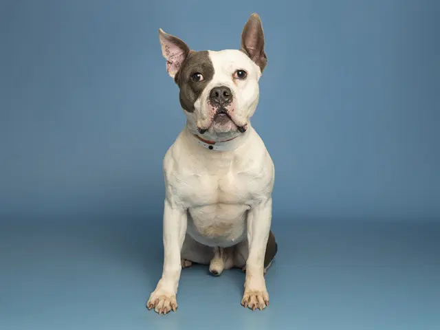 Achilles - Staffordshire Bull Terrier