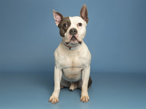 Achilles, Staffordshire Bull Terrier (medium coat)