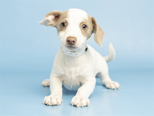 Quesorito, Chihuahua (medium coat)