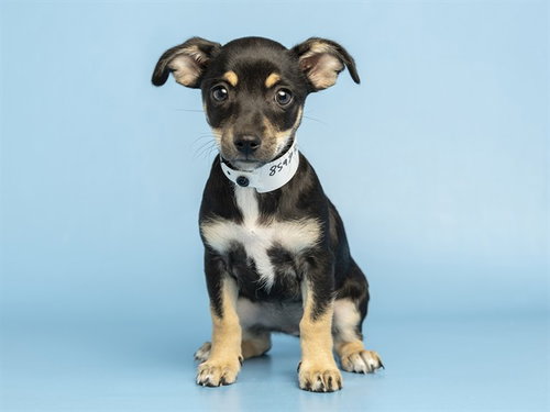 Beefy Burrito, Chihuahua (medium coat)
