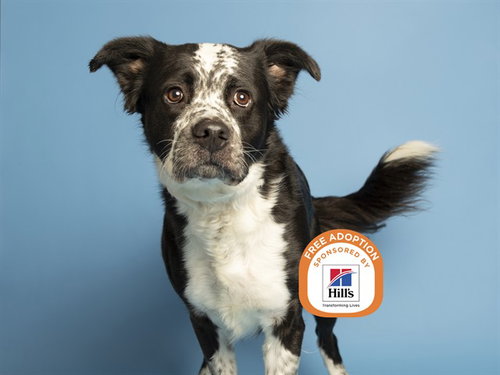 Biggie, American Pit Bull Terrier / Border Collie / Mixed (medium coat)