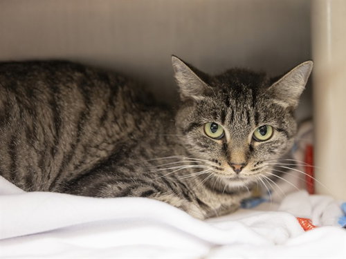 Chavela, Domestic Short Hair (medium coat)