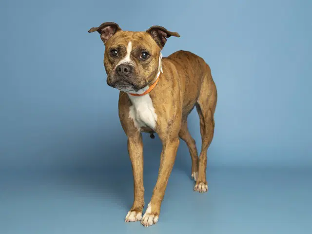 Venus - Boxer