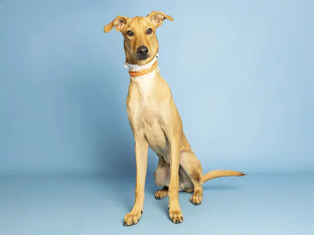 Zuka - Greyhound