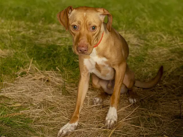 Nemo - Weimaraner