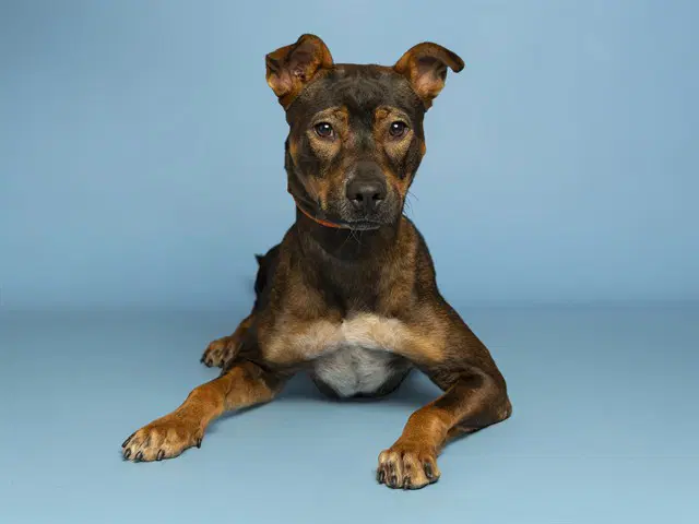Skittles - American Pit Bull Terrier