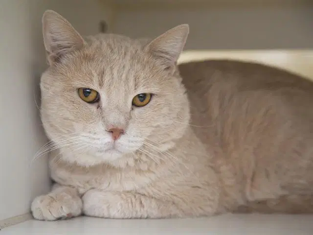 Hyde - Domestic Short Hair